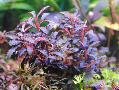 Bucephalandra Kedagang