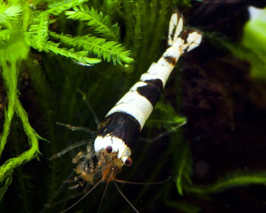CARIDINA sp.black/white bee
