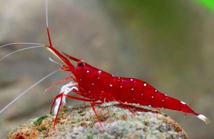 CARIDINA.Cardinal Towuti lake Celebes