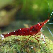 CARIDINA.Cardinal Towuti lake Celebes