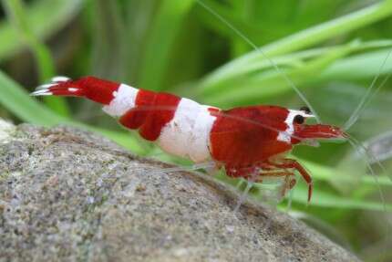 NEOCARIDINA bee wine red