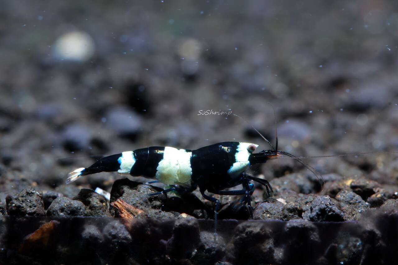 NEOCARIDINA black white panda