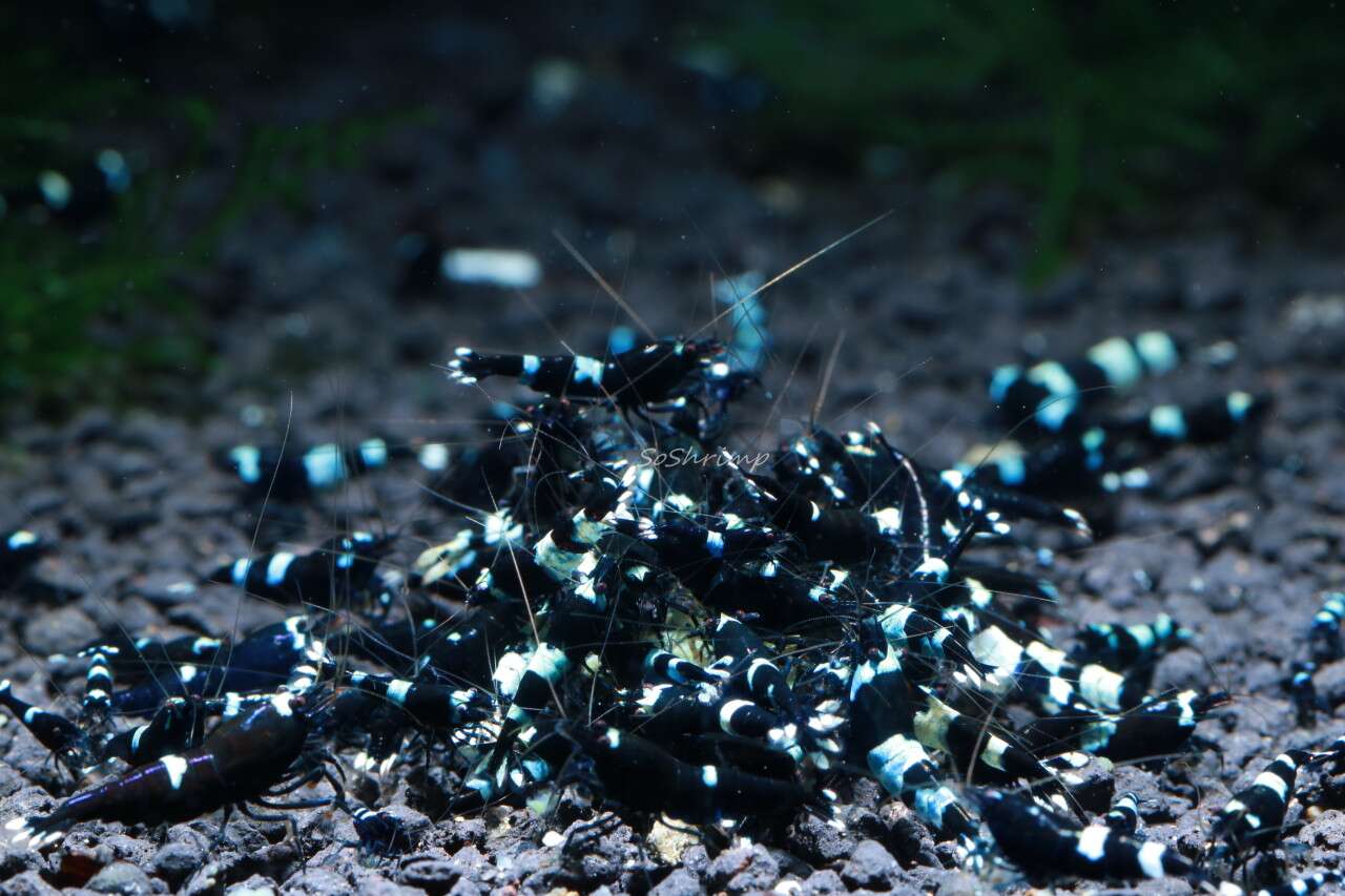 NEOCARIDINA black white panda