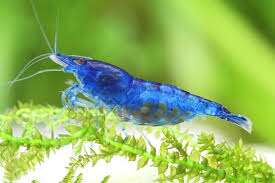 NEOCARIDINA blue velvet