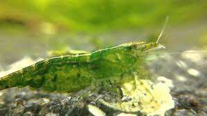 NEOCARIDINA green jade