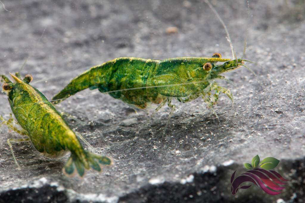 NEOCARIDINA green jade