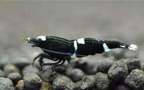 Neocaridina denticulata Black King Kong Taiwan