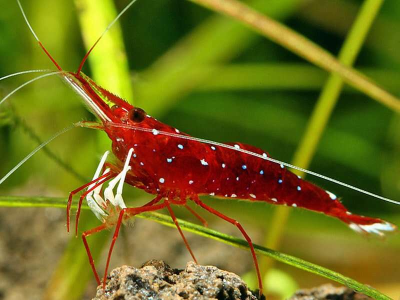 NEOCARIDINA red white spoted