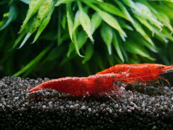 NEOCARIDINA sakura super red
