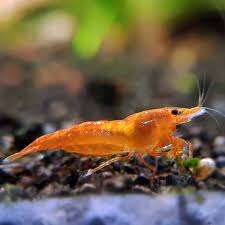 NEOCARIDINA sp.fire Orange
