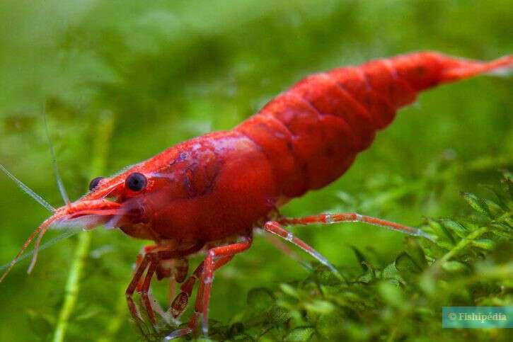 NEOCARIDINA sp.Red Cherry