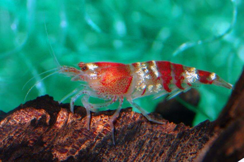NEOCARIDINA sp.Red Crystal