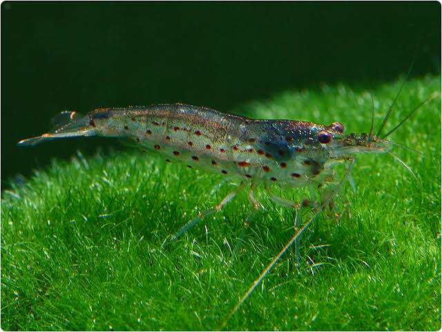 CARIDINA japonica Amano