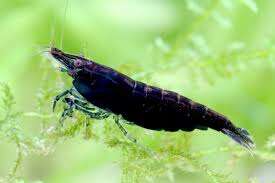 NEOCARIDINA sakura black