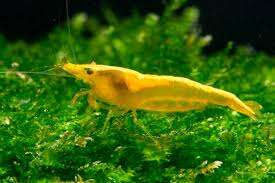 NEOCARIDINA yellow gold line