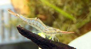 NEOCARIDINA.pinokio