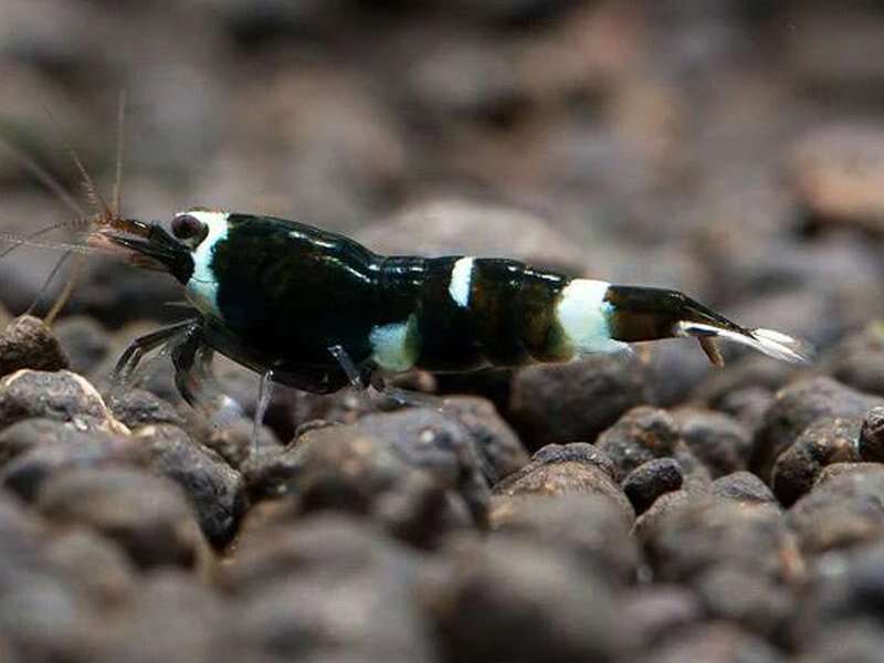 CARIDINA taiwan king kong bee