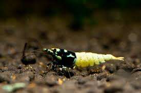 CARIDINA taiwan black Pinto