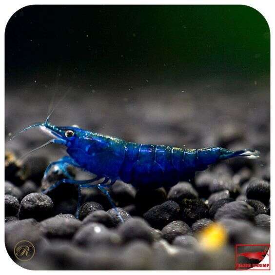 NEOCARIDINA blue topaz