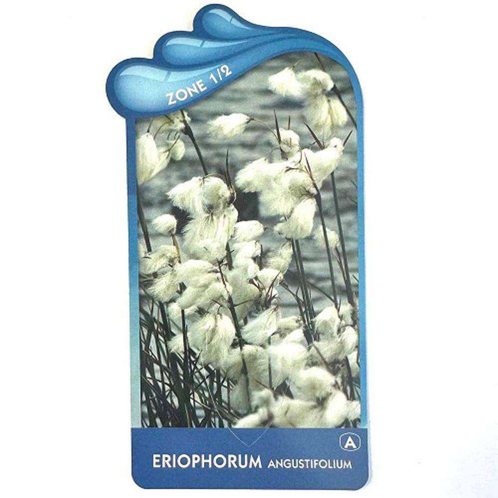 Eriophorum Agustifolium