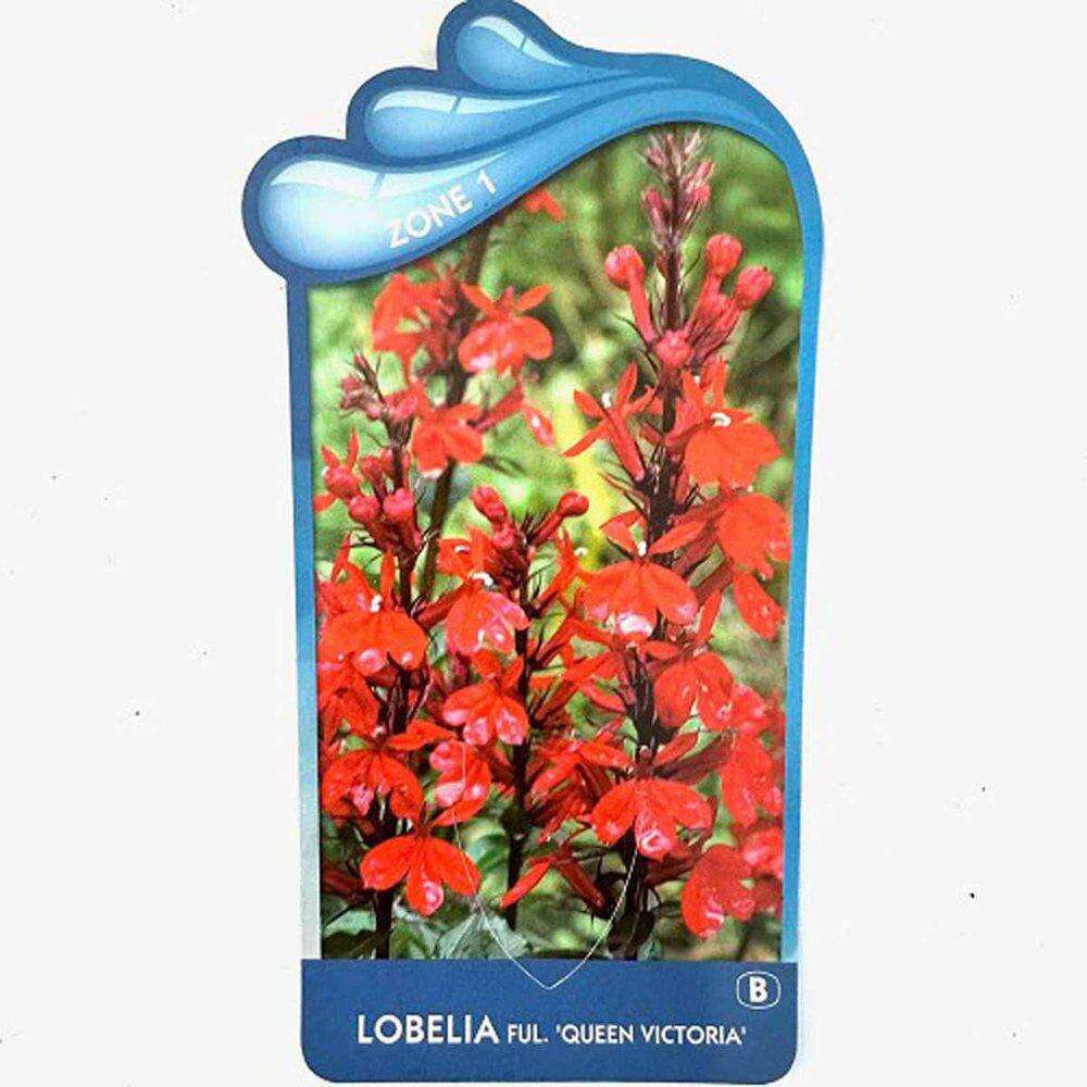 Lobelia Fulgens 'Queen Victoria'