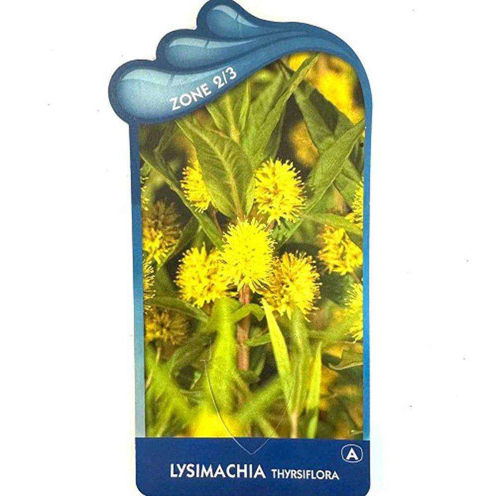 Lysimachia Thyrsiflora