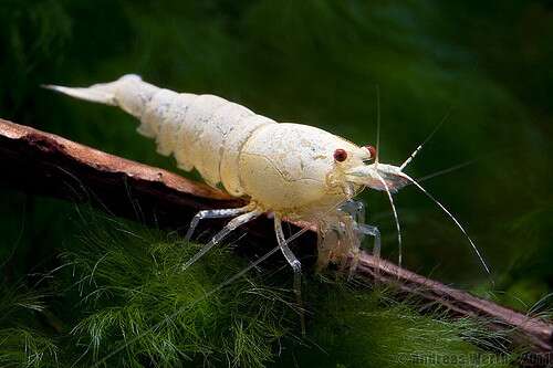 Neocaridina Red-Bee-Snow-White-Shrimp
