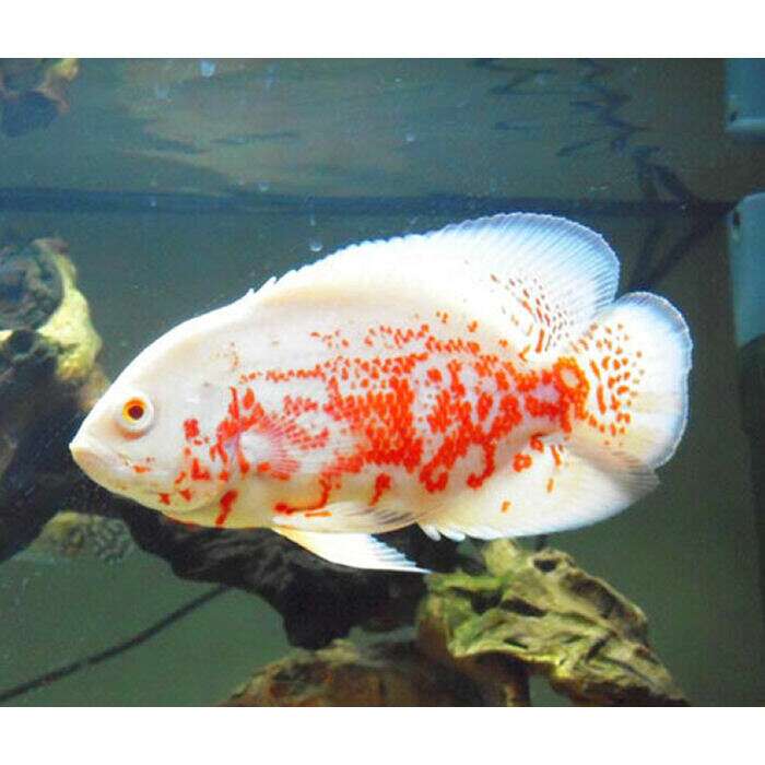 Astronatus Ocelatus albino (Oscar)