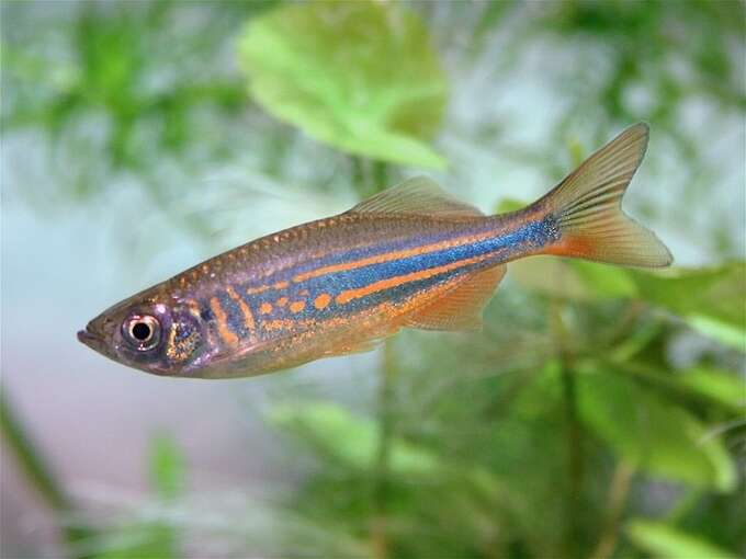Danio Malabaricus orange