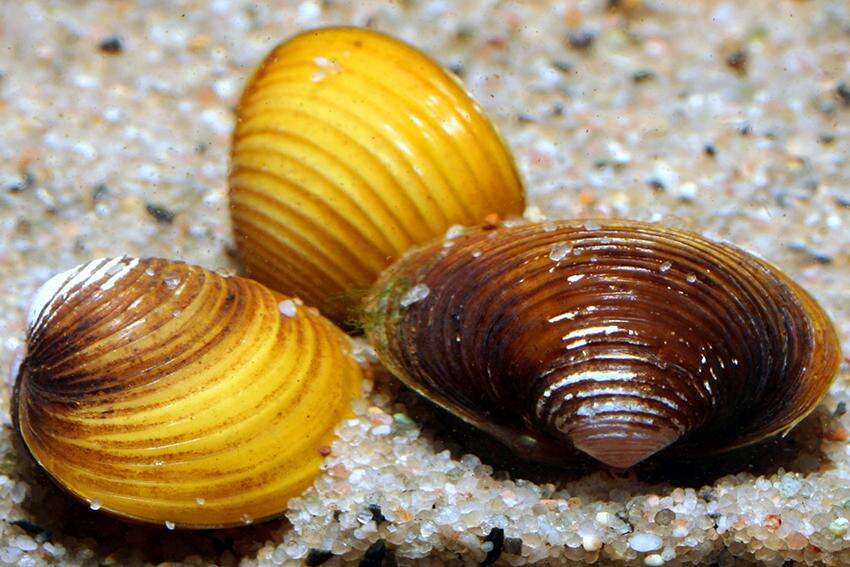 Corbicula javanicus