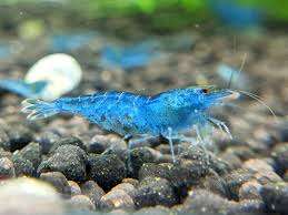 Neocaridina  Blue Tiger