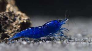 Neocaridina blue topaz