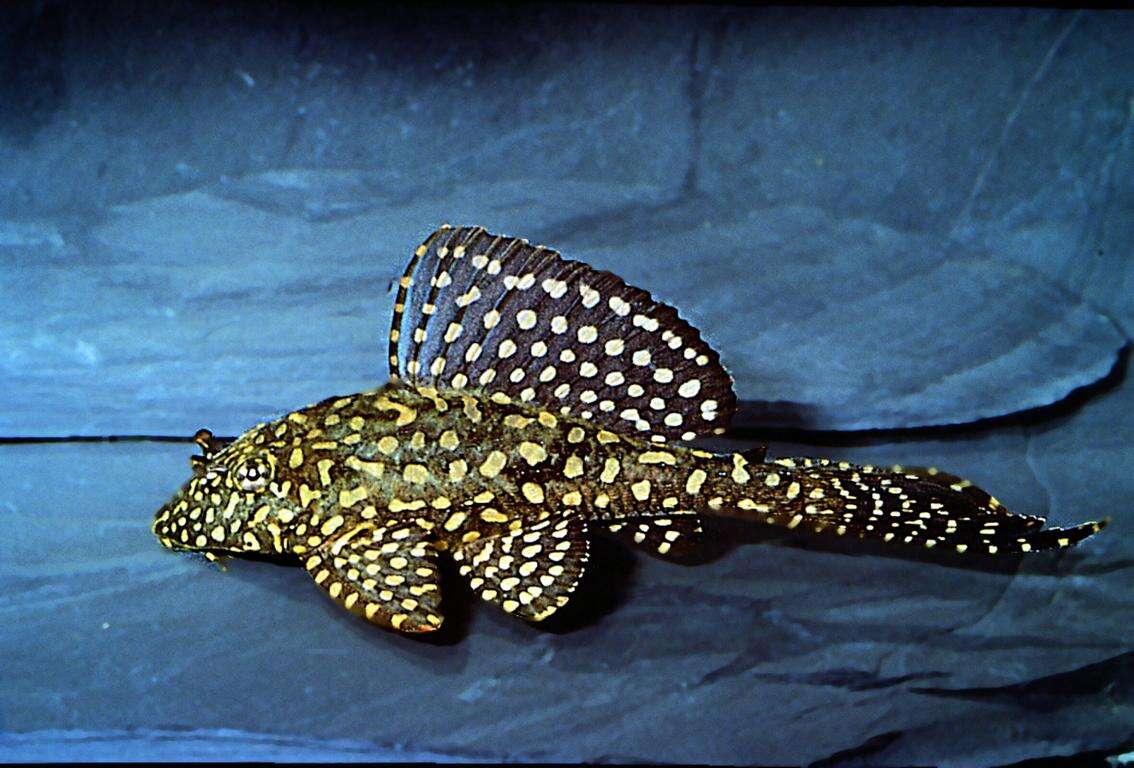 Glyptoperichtys joselimaianus L-001