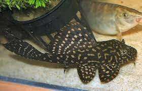 Glyptoperichtys joselimaianus L-001