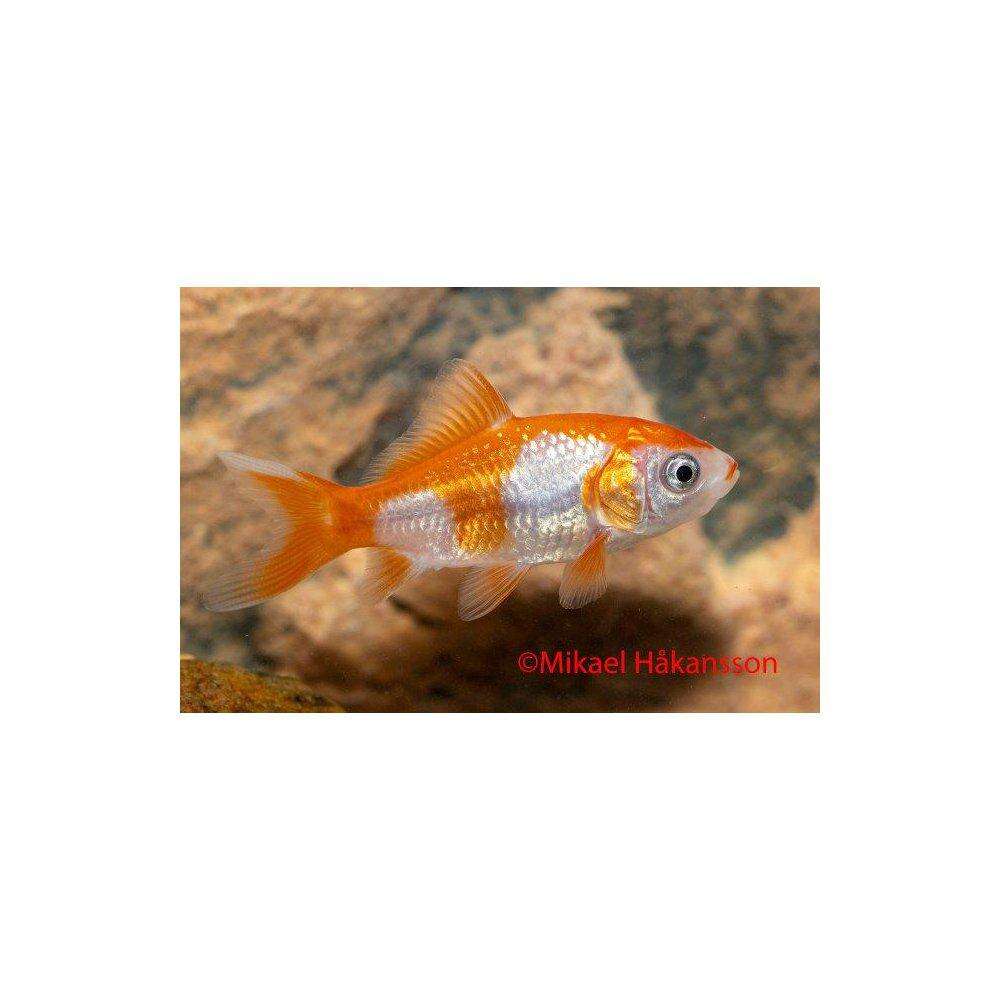 Guldfisk Kin Sarasa5-7cm