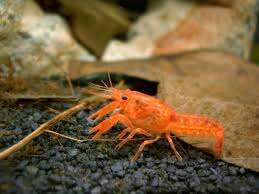 Cambarellus  patcuarensis orange
