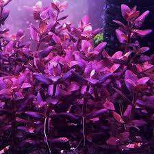 Bacopa salzmannii Purple (sjelden)