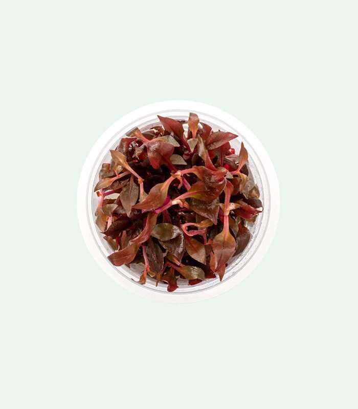 Alternanthera reineckii Purple invitro