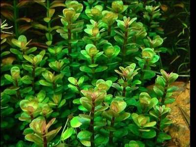 Ammania sp.'Bonsai' invitro