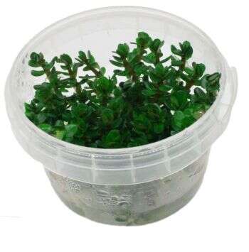 Ammania sp.'Bonsai' invitro