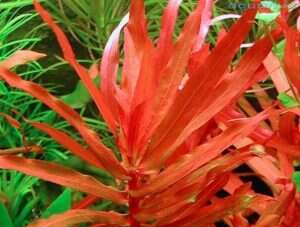 Ammania senegalensis invitro