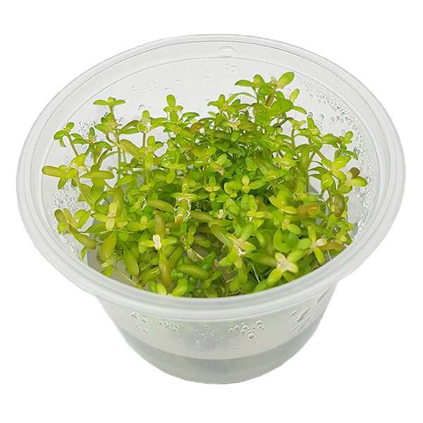 Ammania senegalensis invitro