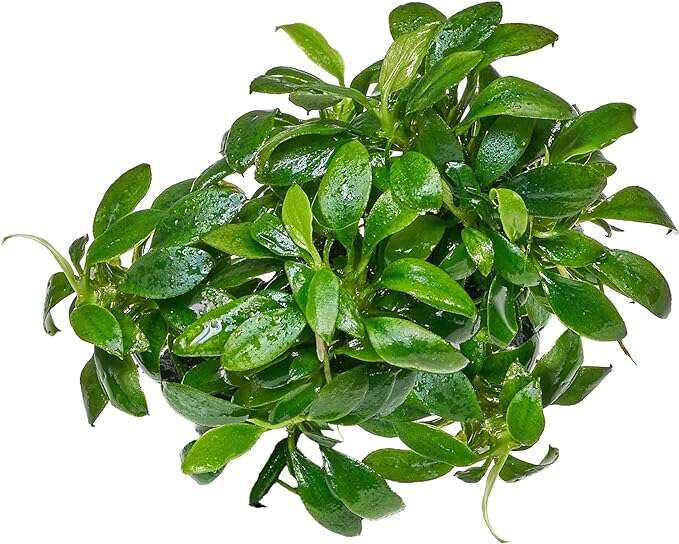 Anubias sp. Pangolino invitro