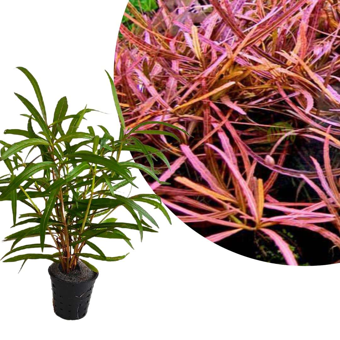 Hygrophila sp. 'Tiger' invitro