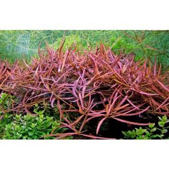 Hygrophila sp. 'Tiger' invitro