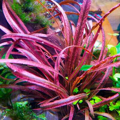 Cryptocoryne spiralis Red invitro (sjelden)