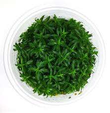 Ludwigia brevipes invitro