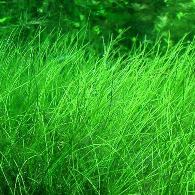 Eleocharis pusilla invitro