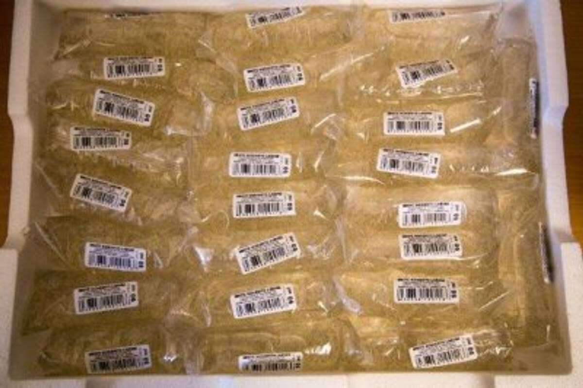 Levende hvite mygglarver 90ml/25st