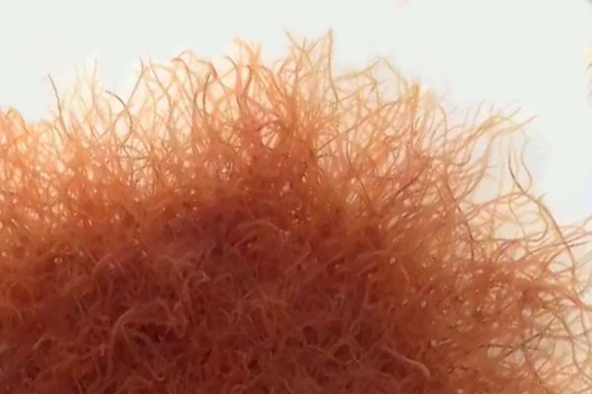 Levende Tubifex 90ml/25st